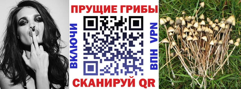 Галлюциногенные грибы GOLDEN TEACHER гидра зеркало Будённовск